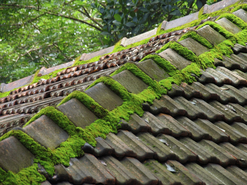 Démoussage de toiture à Saint-Lô